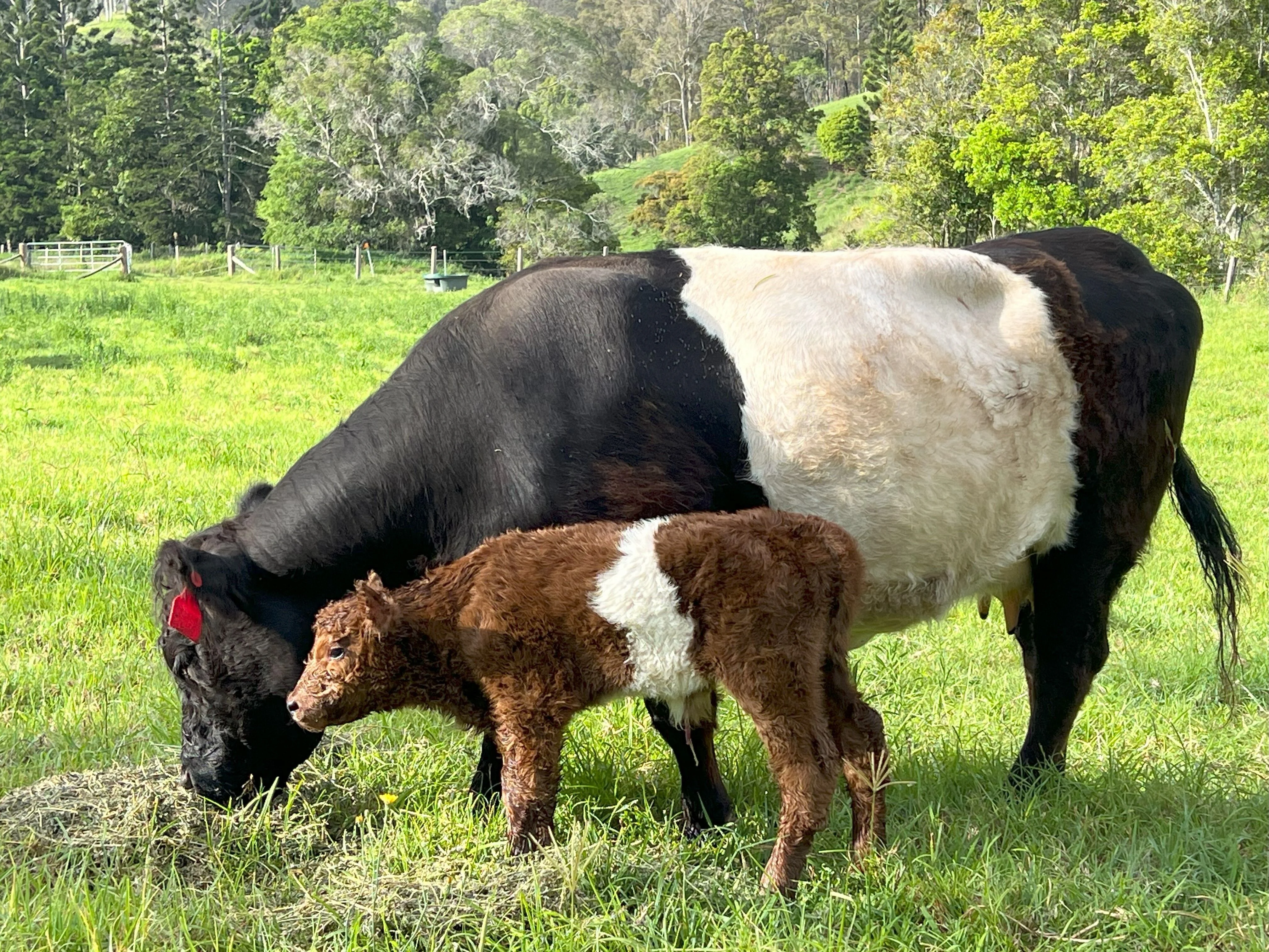 Red belted Galloway calf