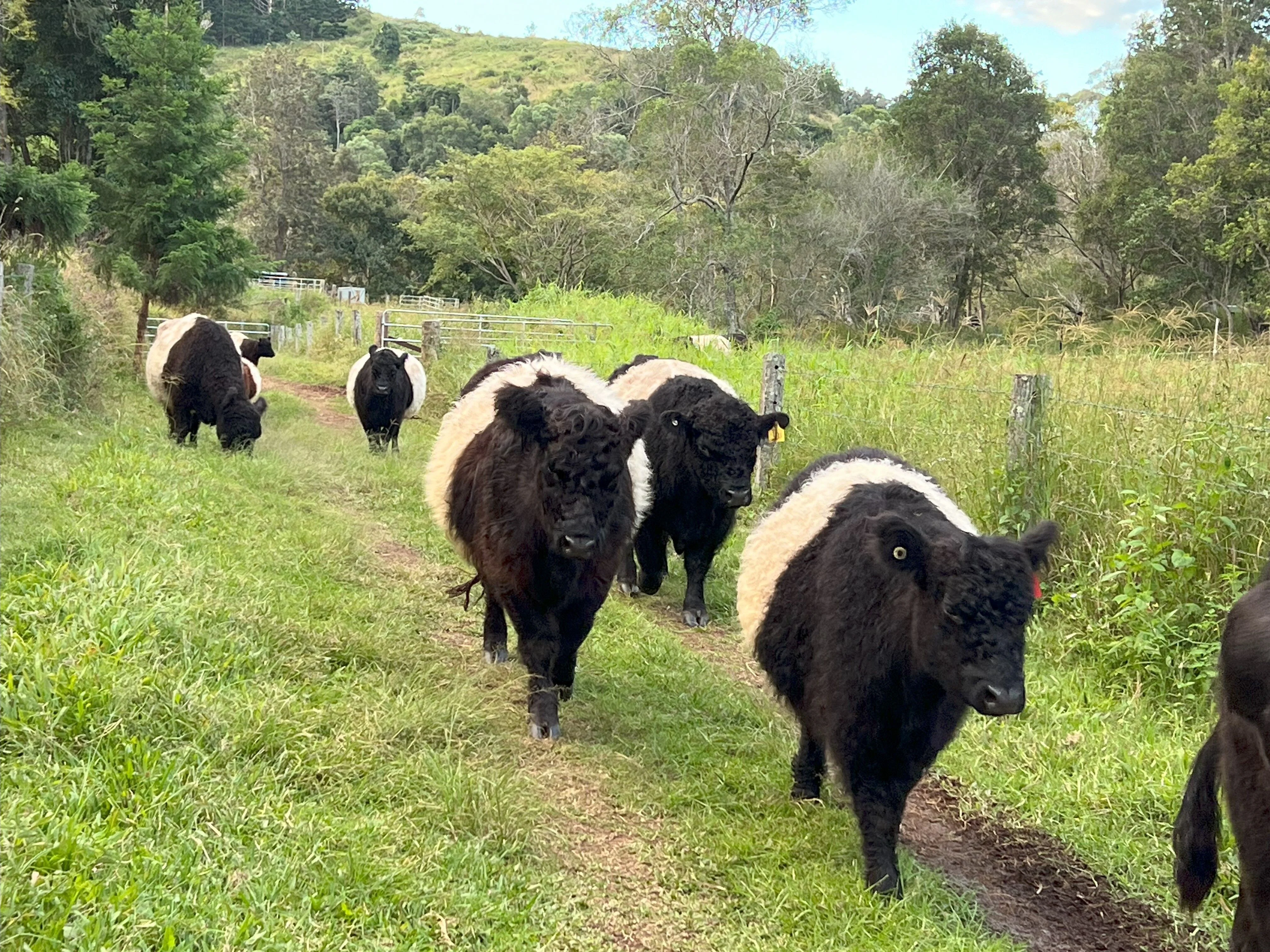 Belted Galloway cattle grazing