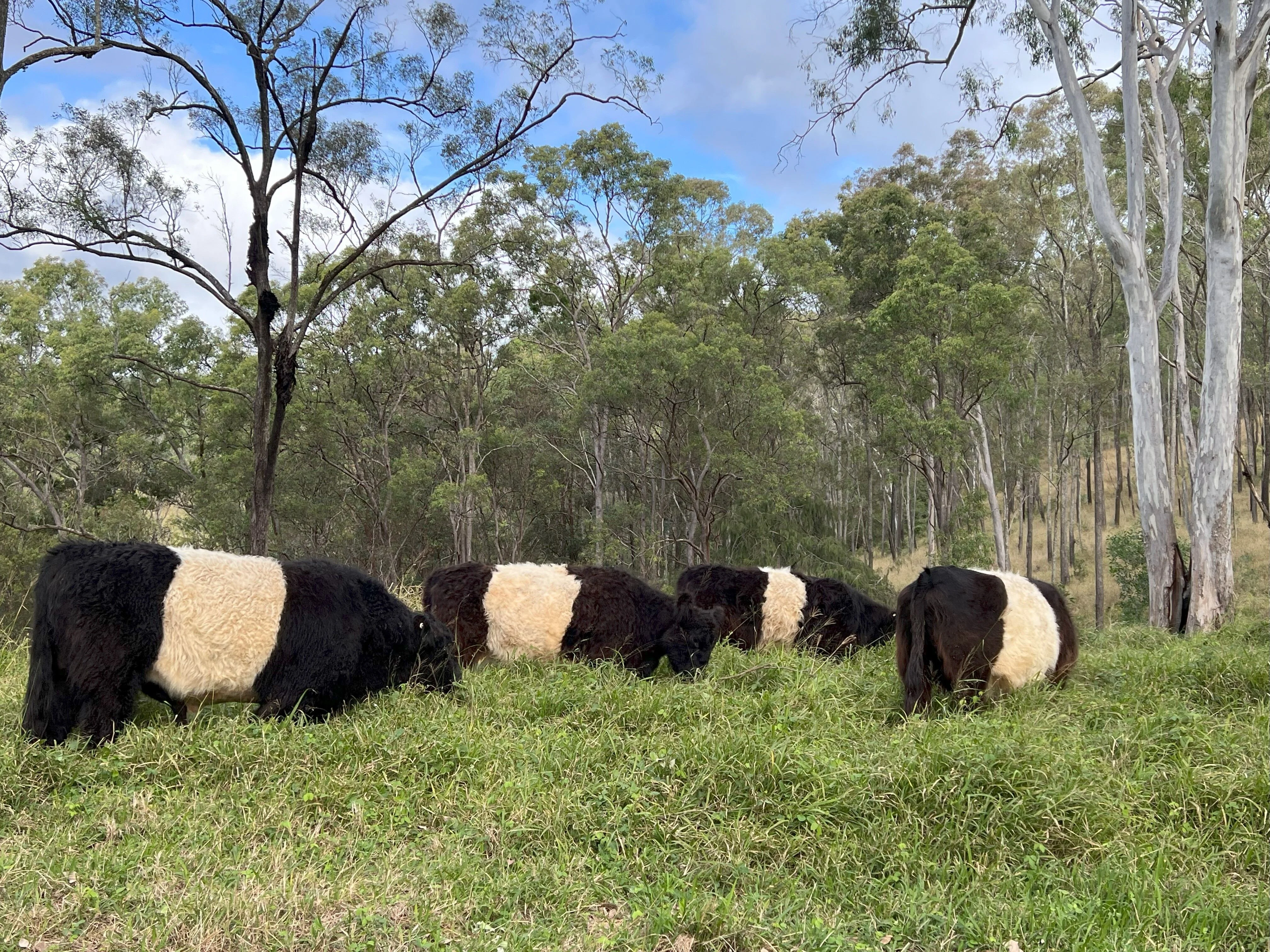 Belted Galloway cattle in winter